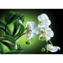Kalendarz Trójdzielny Orchidea T-58